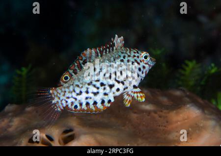 Wrasse juvénile ornée, Macrobaryngodon ornatus, site de plongée Murex House Reef, île Bangka, Sulawesi nord, Indonésie Banque D'Images