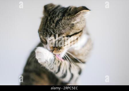 Chat à cheveux courts gris et blanc se nettoyant elle-même Banque D'Images