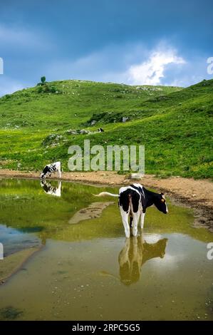Deux vaches près d'une flaque d'eau dans un pâturage de haute altitude Banque D'Images