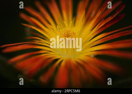 Gros plan macro de fleur orange et jaune Banque D'Images