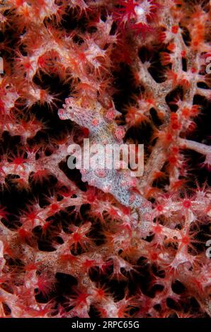 Pygmy Seahorse, Hippocampus bargibanti, camouflé sur Sea Fan, site de plongée Pasir Putih, Weda, Halmahera, Maluku du Nord, Indonésie, mer de Halmahera Banque D'Images