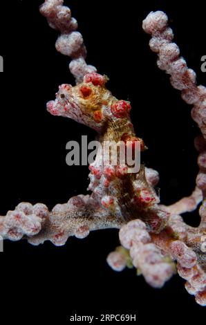 Pygmy Seahorse, Hippocampus bargibanti, camouflé sur Sea Fan, site de plongée Pasir Putih, Weda, Halmahera, Maluku du Nord, Indonésie, mer de Halmahera Banque D'Images