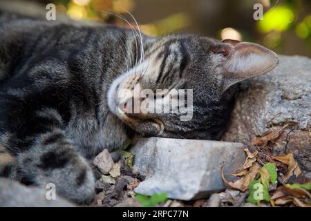 Chat mignon moelleux doux dormant confortablement, chat gris noir et blanc vivant dans les villes Banque D'Images