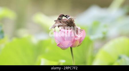 (190626) -- PÉKIN, le 26 juin 2019 -- deux moineaux sont vus sur une fleur de lotus au parc Zizhuyuan à Pékin, capitale de la Chine, le 26 juin 2019.) CHINA-BEIJING-LOTUS-MOINEAUX (CN) LiuxXianguo PUBLICATIONxNOTxINxCHN Banque D'Images