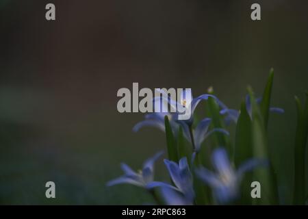 Grappe de fleurs violettes « gloire de la neige » au début du printemps. Banque D'Images