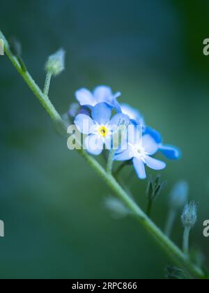 Grappe de fleurs bleues « gloire de la neige » au début du printemps. Banque D'Images