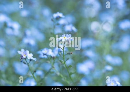 Grappe de fleurs bleues « gloire de la neige » au début du printemps. Banque D'Images