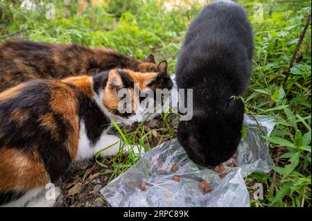 Trois chats errants mangent de la nourriture dans une assiette jetable. Banque D'Images