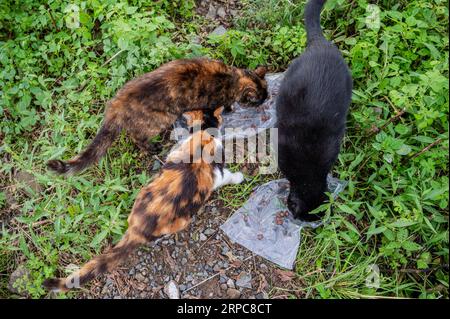 Trois chats errants mangent de la nourriture dans une assiette jetable. Banque D'Images