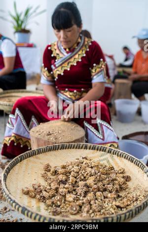 (190628) -- KUNMING, 28 juin 2019 -- des personnes de l'ethnie Lisu pelent des noix dans un atelier d'un site de réinstallation dans la ville de Daxingdi, préfecture autonome de Lisu de Nujiang, province du Yunnan dans le sud-ouest de la Chine, 24 juin 2019. Les Lisu ont été relogés dans une nouvelle communauté de régions montagneuses inhabitables grâce à la politique de réduction de la pauvreté menée par les autorités locales. Les minorités zhiguo sont des membres particuliers des 56 groupes ethniques de la Chine. Le terme Zhiguo désigne les groupes minoritaires qui, avant la modernisation, vivaient dans un isolement relatif et avaient sauté la période de transition associée à la monarchie féodale. Banque D'Images