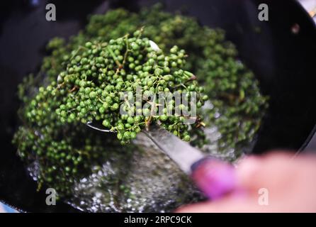 (190628) -- CHONGQING, 28 juin 2019 -- Liu Yi fabrique de l'huile de poivre dans le district de Nanchuan, au sud-ouest de la Chine, Chongqing, 27 juin 2019. Bien qu’il ait perdu son bras droit dans un accident à l’âge de neuf ans, Liu Yi, 44 ans, n’a jamais baissé la tête vers le destin. Après avoir obtenu son diplôme d'une école professionnelle en 1994, il a essayé un bon nombre d'emplois comme lave-vaisselle, marchand de fruits et mineur de charbon. Depuis 2010, il a décidé de démarrer sa propre entreprise dans sa ville natale en organisant les villageois pour planter des racines de bambou et élever des poulets. Ses efforts ont porté leurs fruits. En 2016, cependant, Liu Yi s'est intéressé à planter du poivre Banque D'Images