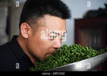 (190628) -- CHONGQING, 28 juin 2019 -- Liu Yi sent les poivrons fraîchement cueillis dans le district de Nanchuan, au sud-ouest de la Chine, Chongqing, 27 juin 2019. Bien qu’il ait perdu son bras droit dans un accident à l’âge de neuf ans, Liu Yi, 44 ans, n’a jamais baissé la tête vers le destin. Après avoir obtenu son diplôme d'une école professionnelle en 1994, il a essayé un bon nombre d'emplois comme lave-vaisselle, marchand de fruits et mineur de charbon. Depuis 2010, il a décidé de démarrer sa propre entreprise dans sa ville natale en organisant les villageois pour planter des racines de bambou et élever des poulets. Ses efforts ont porté leurs fruits. En 2016, cependant, Liu Yi s'intéresse au plan Banque D'Images