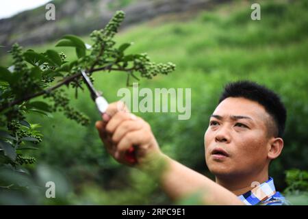 (190628) -- CHONGQING, le 28 juin 2019 -- Liu Yi cueille des poivrons dans une base de plantation du village de Yulong, dans le canton de Nanping, dans le district de Nanchuan, au sud-ouest de la Chine, à Chongqing, le 27 juin 2019. Bien qu’il ait perdu son bras droit dans un accident à l’âge de neuf ans, Liu Yi, 44 ans, n’a jamais baissé la tête vers le destin. Après avoir obtenu son diplôme d'une école professionnelle en 1994, il a essayé un bon nombre d'emplois comme lave-vaisselle, marchand de fruits et mineur de charbon. Depuis 2010, il a décidé de démarrer sa propre entreprise dans sa ville natale en organisant les villageois pour planter des racines de bambou et élever des poulets. Ses efforts ont porté leurs fruits. En 2 Banque D'Images