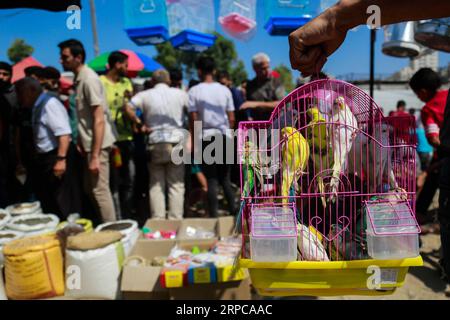 (190629) -- GAZA, 29 juin 2019 -- Un vendeur palestinien expose des oiseaux à vendre lors du marché populaire hebdomadaire de Yarmouk dans la ville de Gaza, le 28 juin 2019. Les oies, les canards et les oiseaux sauvages sont empilés dans des cages à vendre au marché populaire de Yarmouk, connu comme l’un des plus grands marchés de la bande de Gaza, où les citoyens de toute la bande de Gaza viennent vendre ou acheter des articles à bas prix. Stringer) MIDEAST-GAZA-WILD-BIRDS-MARKET zhaoyue PUBLICATIONxNOTxINxCHN Banque D'Images