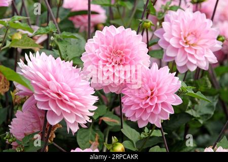 Rose pâle décoratif Dahlia Melody Harmony en fleur. Banque D'Images