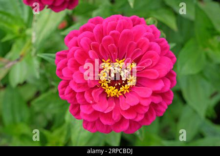 Rose commune Zinnia elegans 'Super Yoga Rose' en fleur. Banque D'Images