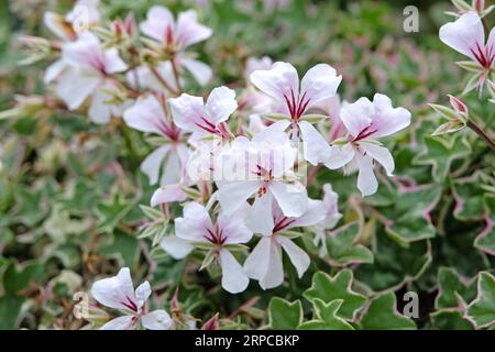 Géraniums de lierre rose et blanc en fleur. Banque D'Images