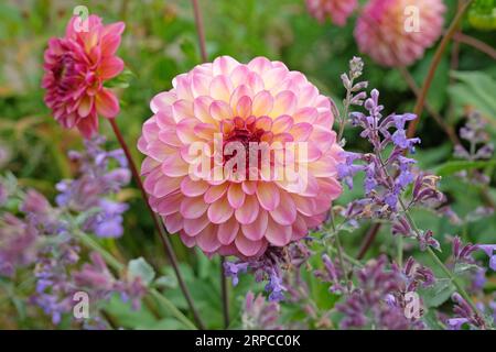 Boule rose dusky dahlia 'Foxy Lady' en fleur. Banque D'Images