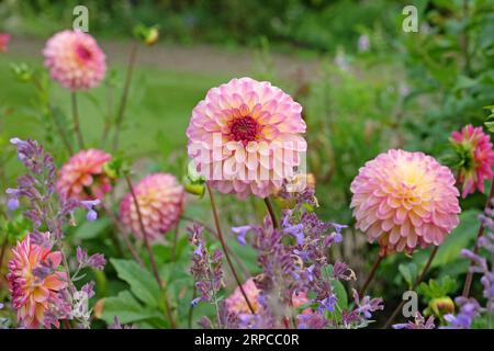 Boule rose dusky dahlia 'Foxy Lady' en fleur. Banque D'Images