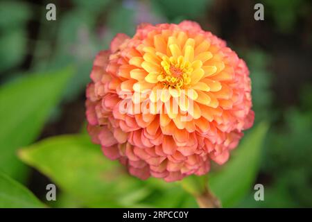 Zinnia elegans 'Queen Lime Orange' en fleur. Banque D'Images