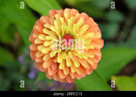 Zinnia elegans 'Queen Lime Orange' en fleur. Banque D'Images