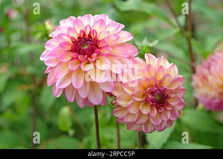 Boule rose dusky dahlia 'Foxy Lady' en fleur. Banque D'Images