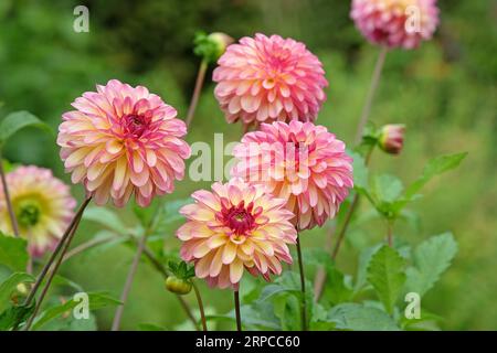 Boule rose dusky dahlia 'Foxy Lady' en fleur. Banque D'Images