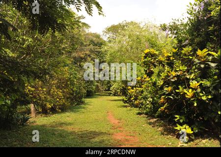 (190702) -- ACCRA, 2 juillet 2019 (Xinhua) -- une photo prise le 28 juin 2019 montre le paysage du jardin botanique Legon à Accra, capitale du Ghana. Le jardin, avec des plantes tropicales et des animaux sauvages, se trouve dans le centre-ville d'Accra. (Xinhua) GHANA-ACCRA-LEGON JARDIN BOTANIQUE PUBLICATIONxNOTxINxCHN Banque D'Images