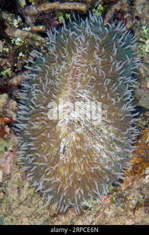 Champignon Corail, Fungia fongites, tentacules, Tanjung Uli site de plongée, plongée de nuit, Weda, Halmahera, Maluku du Nord, Indonésie, mer de Halmahera Banque D'Images