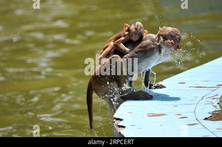 (190703) -- PÉKIN, 3 juillet 2019 -- des singes se rafraîchissent dans une fontaine dans un parc à Jammu, capitale hivernale du Cachemire contrôlé par les Indiens, le 2 juillet 2019. (Str/Xinhua) PHOTOS XINHUA DU JOUR ZhangxNaijie PUBLICATIONxNOTxINxCHN Banque D'Images