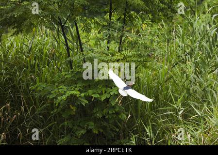 (190703) -- BEIJING, 3 juillet 2019 -- Un oiseau sauvage survole le parc national des zones humides du lac Xiazhu dans le comté de Deqing, dans la province du Zhejiang de l est de la Chine, le 2 juillet 2019.) PHOTOS XINHUA DU JOUR LanxHongguang PUBLICATIONxNOTxINxCHN Banque D'Images