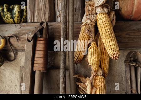 Décor jaune mûr de graines d'épis de maïs séché accroché sur le mur en bois de la vieille grange rurale countrysdie. Fond de décotation de détail intérieur de ferme de campagne rustique Banque D'Images