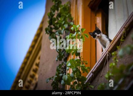 (190711) -- PÉKIN, le 11 juillet 2019 -- Un chat est vu dans l'ancienne ville de Kashgar, dans la région autonome ouïgoure du Xinjiang, au nord-ouest de la Chine, le 9 juillet 2019.) PHOTOS XINHUA DU JOUR ZhaoxGe PUBLICATIONxNOTxINxCHN Banque D'Images