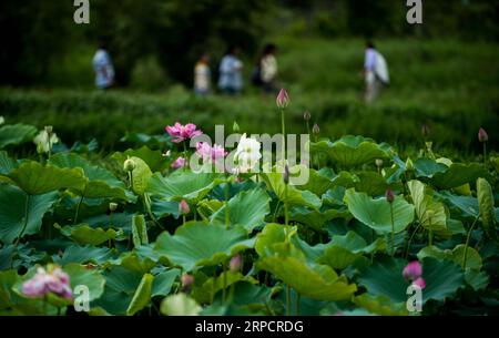 (190712) -- QIUBEI, le 12 juillet 2019 -- les visiteurs voient des fleurs de lotus dans le parc national de zones humides de Puzhehei, dans le comté de Qiubei, province du Yunnan, au sud-ouest de la Chine, le 11 juillet 2019.) CHINA-YUNNAN-QIUBEI-PUZHEHEHEI PARC NATIONAL DES ZONES HUMIDES (CN) JIANGXWENYAO PUBLICATIONXNOTXINXCHN Banque D'Images