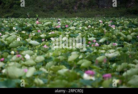 (190712) -- QIUBEI, le 12 juillet 2019 -- les visiteurs voient des fleurs de lotus dans le parc national de zones humides de Puzhehei, dans le comté de Qiubei, province du Yunnan, au sud-ouest de la Chine, le 11 juillet 2019.) CHINA-YUNNAN-QIUBEI-PUZHEHEHEI PARC NATIONAL DES ZONES HUMIDES (CN) JIANGXWENYAO PUBLICATIONXNOTXINXCHN Banque D'Images