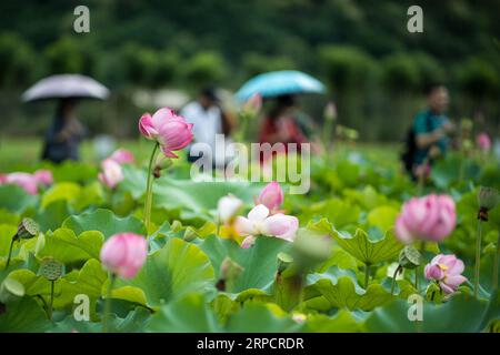 (190712) -- QIUBEI, le 12 juillet 2019 -- les visiteurs voient des fleurs de lotus dans le parc national de zones humides de Puzhehei, dans le comté de Qiubei, province du Yunnan, au sud-ouest de la Chine, le 11 juillet 2019.) CHINA-YUNNAN-QIUBEI-PUZHEHEHEI PARC NATIONAL DES ZONES HUMIDES (CN) JIANGXWENYAO PUBLICATIONXNOTXINXCHN Banque D'Images