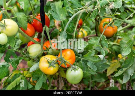 Les tomates vertes et rouges mûrissent dans le jardin. Culture de légumes sur le sol pour les vitamines. Banque D'Images