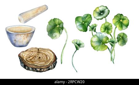 Ensemble de mortier en pierre et pilon, illustration aquarelle de stand en bois isolé sur blanc. Centella asiatica, plantes à base de plantes gotu kola dessinées à la main. Conception Banque D'Images