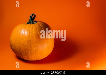 Décoration sur le thème Halloween avec fond solide Banque D'Images