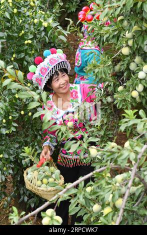 (190714) -- YUANMOU, 14 juillet 2019 -- des femmes du groupe ethnique Yi cueillent des fruits dans le village de Xinping, dans le canton de Xinhua, dans le comté de Yuanmou, dans le sud-ouest de la Chine, province du Yunnan, 13 juillet 2019.) CHINA-YUNNAN-YUANMOU-FRUIT-HARVEST (CN) YANGXZONGYOU PUBLICATIONXNOTXINXCHN Banque D'Images