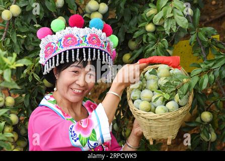 (190714) -- YUANMOU, le 14 juillet 2019 -- Une femme du groupe ethnique Yi cueille des fruits dans le village de Xinping, dans le canton de Xinhua, dans le comté de Yuanmou, dans le sud-ouest de la Chine, dans la province du Yunnan, le 13 juillet 2019.) CHINA-YUNNAN-YUANMOU-FRUIT-HARVEST (CN) YANGXZONGYOU PUBLICATIONXNOTXINXCHN Banque D'Images