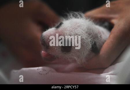 (190716) -- CHONGQING, 16 juillet 2019 -- une photo prise le 16 juillet 2019 montre un petit panda nouvellement né dans un zoo dans la municipalité de Chongqing au sud-ouest de la Chine. Deux pandas géants dans un zoo de Chongqing ont donné naissance à deux paires de jumeaux le 23 juin. Le panda femelle Lanxiang, 17 ans, a donné naissance à une paire d'oursons mâles dans les petites heures de juin 23, pesant respectivement 167 et 115 grammes. Un autre panda femelle, Mangzai, a donné naissance à une paire de petits femelles dans l'après-midi le même jour, mesurant respectivement 142 et 160 grammes. CHINA-CHONGQING-PANDA CUBS (CN) WangxQuanchao PUBLICATIONxNOTxINxCHN Banque D'Images