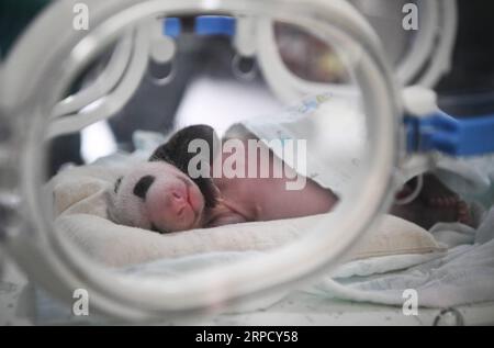 (190716) -- CHONGQING, 16 juillet 2019 -- une photo prise le 16 juillet 2019 montre un petit panda nouvellement né dans un zoo dans la municipalité de Chongqing au sud-ouest de la Chine. Deux pandas géants dans un zoo de Chongqing ont donné naissance à deux paires de jumeaux le 23 juin. Le panda femelle Lanxiang, 17 ans, a donné naissance à une paire d'oursons mâles dans les petites heures de juin 23, pesant respectivement 167 et 115 grammes. Un autre panda femelle, Mangzai, a donné naissance à une paire de petits femelles dans l'après-midi le même jour, mesurant respectivement 142 et 160 grammes. CHINA-CHONGQING-PANDA CUBS (CN) WangxQuanchao PUBLICATIONxNOTxINxCHN Banque D'Images