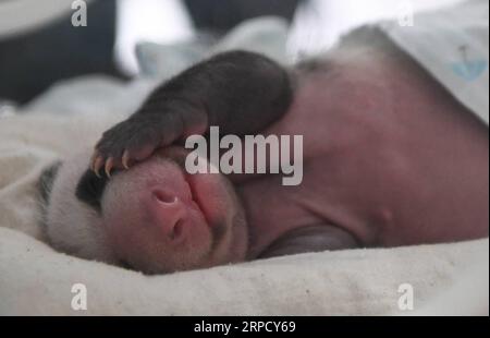 (190716) -- CHONGQING, 16 juillet 2019 -- une photo prise le 16 juillet 2019 montre un petit panda nouvellement né dans un zoo dans la municipalité de Chongqing au sud-ouest de la Chine. Deux pandas géants dans un zoo de Chongqing ont donné naissance à deux paires de jumeaux le 23 juin. Le panda femelle Lanxiang, 17 ans, a donné naissance à une paire d'oursons mâles dans les petites heures de juin 23, pesant respectivement 167 et 115 grammes. Un autre panda femelle, Mangzai, a donné naissance à une paire de petits femelles dans l'après-midi le même jour, mesurant respectivement 142 et 160 grammes. CHINA-CHONGQING-PANDA CUBS (CN) WangxQuanchao PUBLICATIONxNOTxINxCHN Banque D'Images