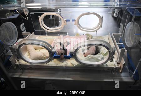 (190716) -- CHONGQING, 16 juillet 2019 -- une photo prise le 16 juillet 2019 montre des petits pandas nouvellement nés dans un zoo dans la municipalité de Chongqing au sud-ouest de la Chine. Deux pandas géants dans un zoo de Chongqing ont donné naissance à deux paires de jumeaux le 23 juin. Le panda femelle Lanxiang, 17 ans, a donné naissance à une paire d'oursons mâles dans les petites heures de juin 23, pesant respectivement 167 et 115 grammes. Un autre panda femelle, Mangzai, a donné naissance à une paire de petits femelles dans l'après-midi le même jour, mesurant respectivement 142 et 160 grammes. CHINA-CHONGQING-PANDA CUBS (CN) WangxQuanchao PUBLICATIONxNOTxINxCHN Banque D'Images