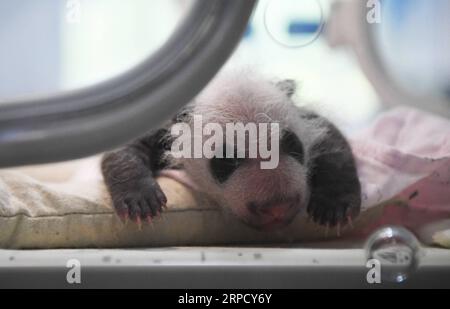 (190716) -- CHONGQING, 16 juillet 2019 -- une photo prise le 16 juillet 2019 montre un petit panda nouvellement né dans un zoo dans la municipalité de Chongqing au sud-ouest de la Chine. Deux pandas géants dans un zoo de Chongqing ont donné naissance à deux paires de jumeaux le 23 juin. Le panda femelle Lanxiang, 17 ans, a donné naissance à une paire d'oursons mâles dans les petites heures de juin 23, pesant respectivement 167 et 115 grammes. Un autre panda femelle, Mangzai, a donné naissance à une paire de petits femelles dans l'après-midi le même jour, mesurant respectivement 142 et 160 grammes. CHINA-CHONGQING-PANDA CUBS (CN) WangxQuanchao PUBLICATIONxNOTxINxCHN Banque D'Images