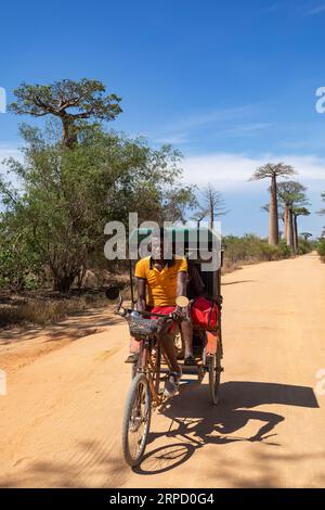 MORONDAVA, MADAGASCAR - NOVEMBRE 8 2022 : un homme monte un pousse-pousse sur un chemin de terre entouré de baobabs. La route est connue sous le nom d'avenue du Baob Banque D'Images