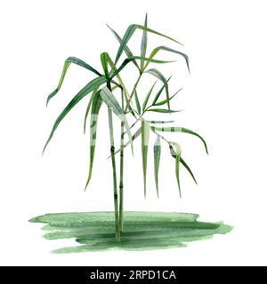 Aquarelle cultivant des tiges de bambou avec des branches et des feuilles sur l'illustration d'herbe. Nature tropicale Clipart réaliste Banque D'Images