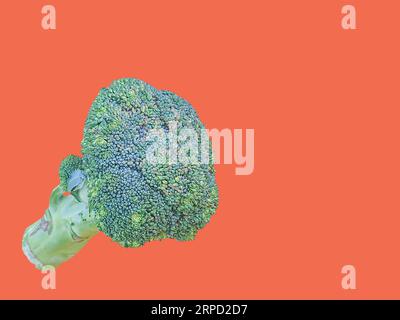 Une photo de brocoli vert debout avec un fond de couleur unie pour la photographie de nourriture et de natures mortes. Copier l'espace et l'objet isolé. Banque D'Images