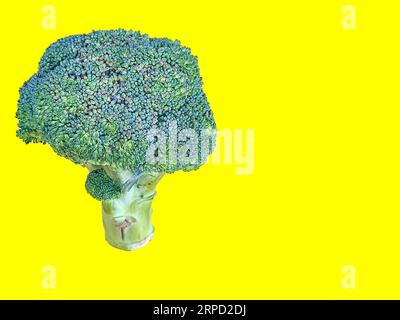 Une photo de brocoli vert debout avec un fond de couleur unie pour la photographie de nourriture et de natures mortes. Copier l'espace et l'objet isolé. Banque D'Images